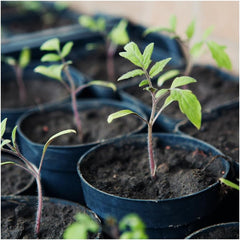 Tomate TIGERELLA
