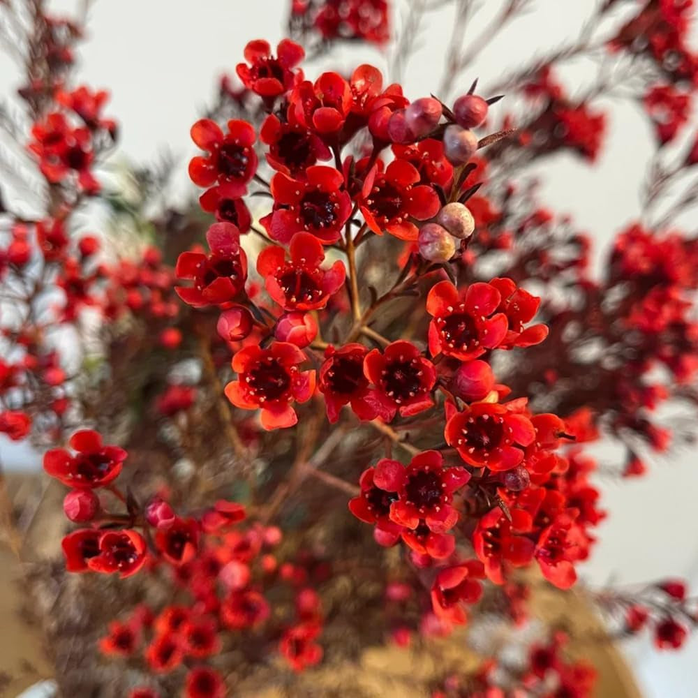 Chamelaucium Uncinatum Hecken Sträucher Winterhart Blühend Ausgefallene Geschenke Minigarten Für Sonnige Plätze Exotische Bio Grünpflanzen Garten Baumsamen Bonsai Zimmerpflanze 25Samen