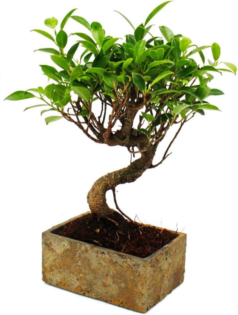 Bonsai Fürs Zimmer - in Moderner Trendkeramik - Zimmerbonsai Ficus - 6 Jahre Alt - Steinoptik