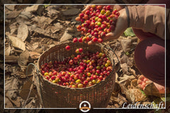 Kaffeespezialität Aus Mittelamerika Honduras Kaffee - Eine Spezialität der Karibik (200 Gramm, Ganze Bohne) - Länderkaffee - Spitzenkaffee - Säurearm - Schonend Und Frisch Geröstet