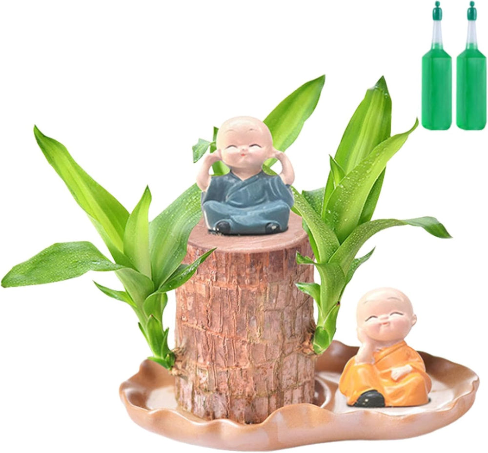 Brasilianische Holzpflanze Mit Blumentopf, Brasilianisches Glücksholz, Hydroponische Topfpflanze, Hydroponische Glücksholzpflanze, Reinigt Die Raumluft, Büro-Schreibtischpflanze Für Den Innenbereich