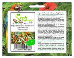 Stk - 10X Begonia Ferruginea Ziersträucher Garten Pflanzen - Samen ID334 -