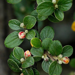 Teppichmispel, Geschenke Für Gärtner Bodendecker Cotoneaster Dammeri, Kaufen Zwergmispel, Sträucher Winterhart Immergrün Blumensamen Balkonpflanzen Alte Sorten 450Samen