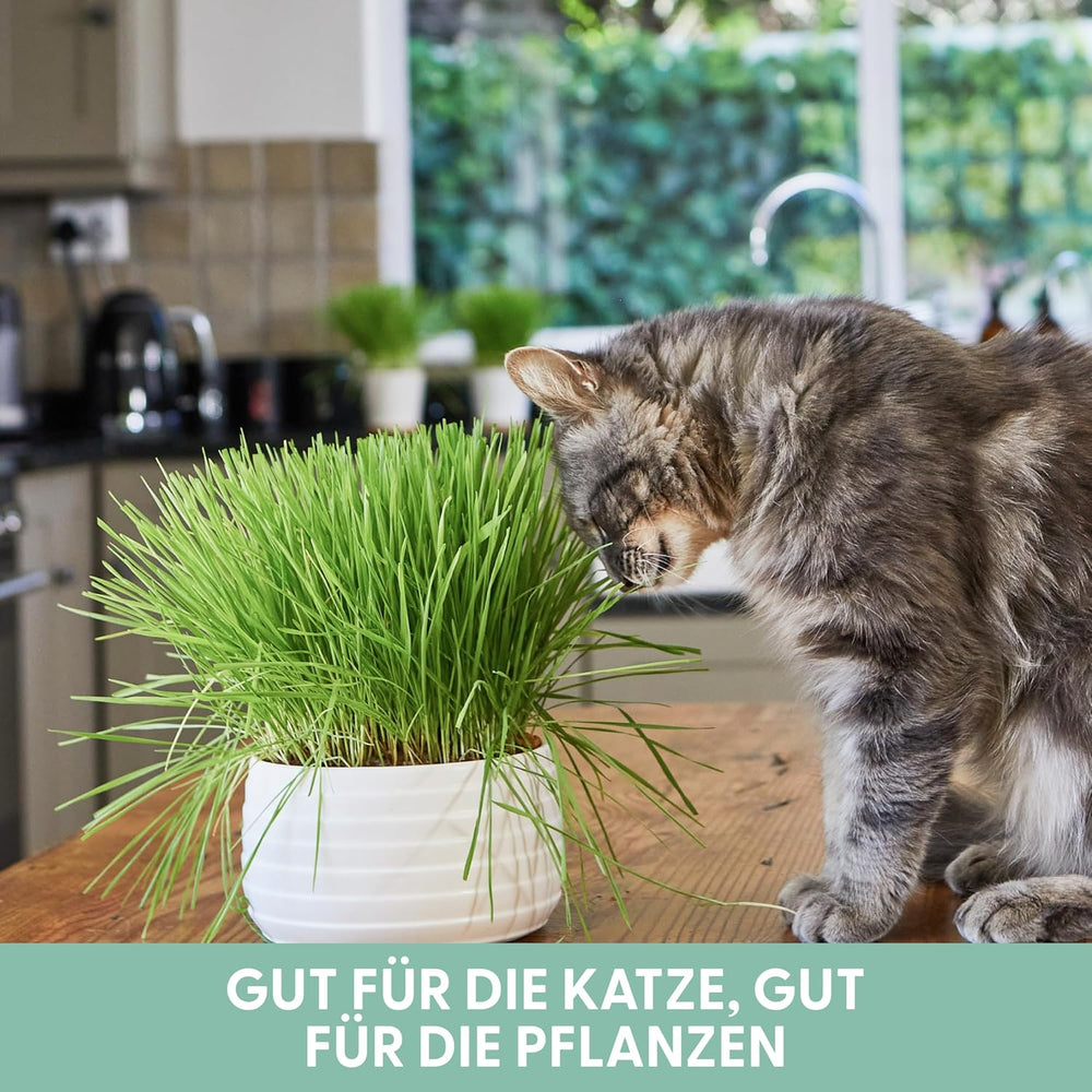 The Cat Ladies 3Er Set Katzengras Samen - Gras Anzuchtset Für Katzen - Gras Zum Fressen Für Die Katze - 3X Katzengrassamen Set - Katzengras Für Balkon Und Wohnung