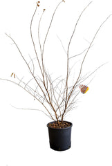 KENTIS - Lagerstroemia Indica Rote - Blühende Plfanzen - Echte Pflanzen Für Garten - Balkon Pflanze - Heckenpflanze – Hoch 60-80 Cm Topf Ø 24 Cm