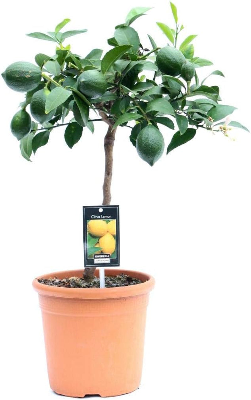 Zitronenbaum Meyer Lisa 70-100 Cm – Citrus Meyer Lemon Mit Blüten & Kleinen Früchten – Robuster, Pflegeleichter Zimmerbaum Für Frische Zitronen Zu Hause – Perfekt Für Garten, Balkon & Terrass