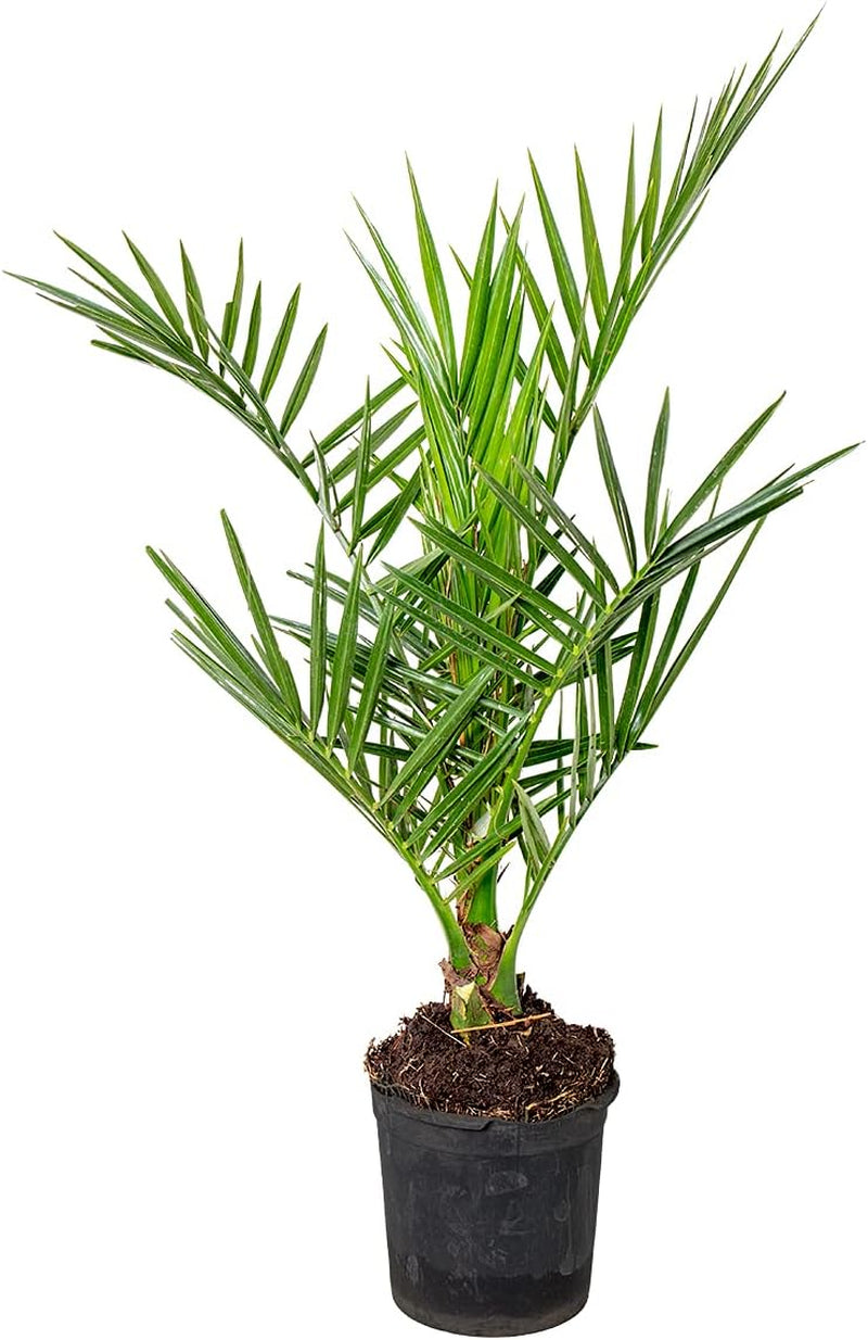 Bloomique - 2Er Set - Phoenix Canariensis - Kanarische Dattelpalme - Palme - Balkonpflanzen Winterhart - Höhe 80-100 Cm - Topf 19 Cm