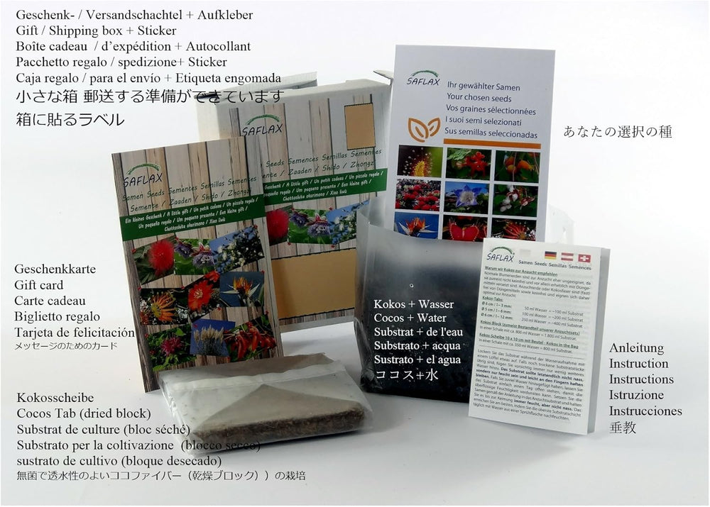 SAFLAX - Geschenk Set - Heilpflanzen - Echter Koreanischer Ginseng - 10 Samen - Mit Geschenk- / Versandbox, Versandaufkleber, Geschenkkarte Und Anzuchtsubstrat - Panax Ginseng