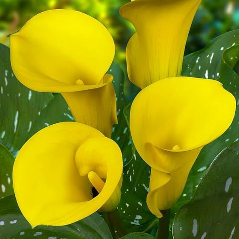 Bulbi de cale, plantă perenă rezistentă - Zantedeschia Orange Passion (Portocaliu) - 5 bulbi de flori mari - Plante adevărate din Olanda - pentru grădină și ghiveci (nu semințe, nu artificiale)