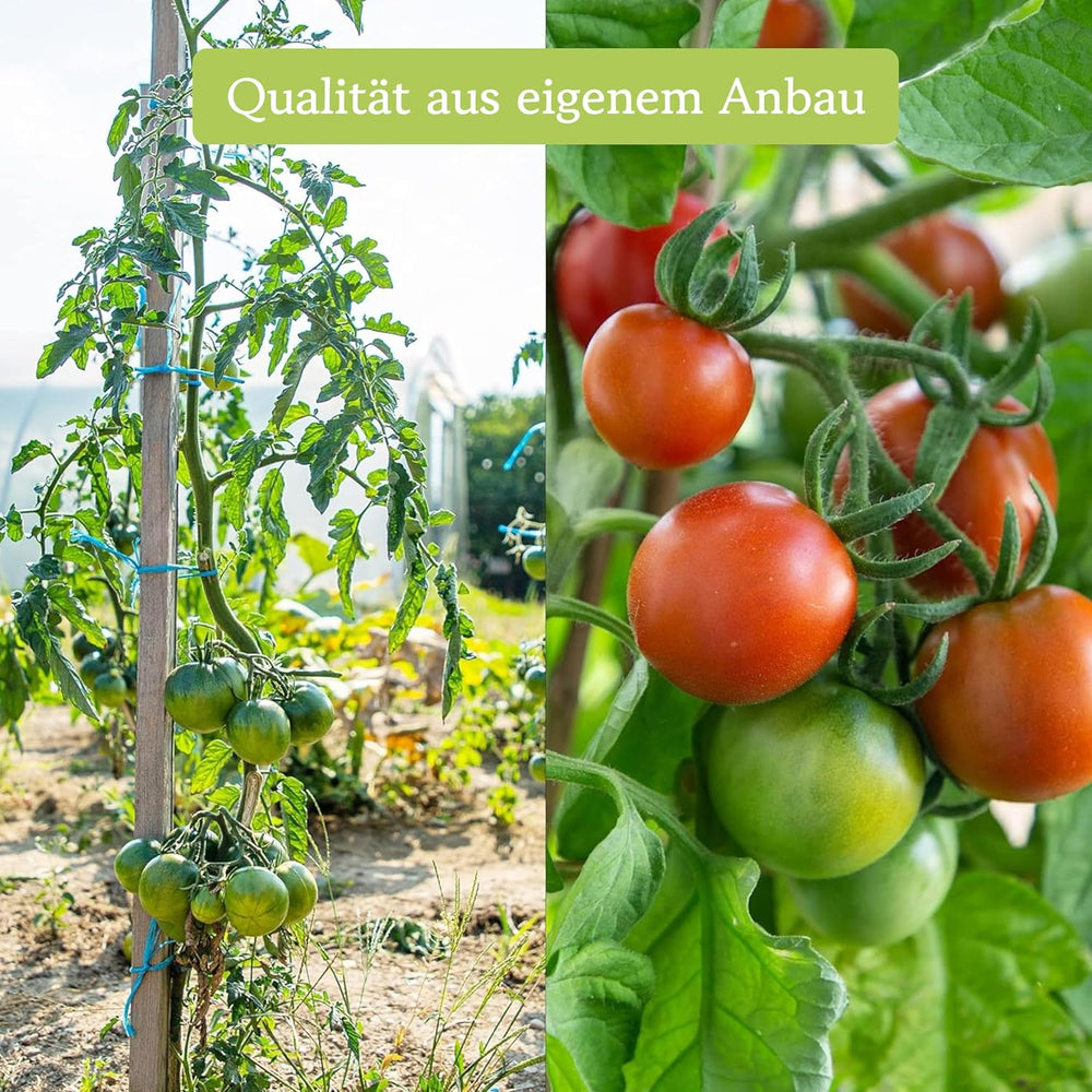 Tomaten Samen Set : 12 Sorten Tomatensamen Für Garten Und Balkon – Tomaten Anzuchtset – Tomatensamen Alte Sorten – Garten Geschenk Set – Alte Tomatensorten Owngrown
