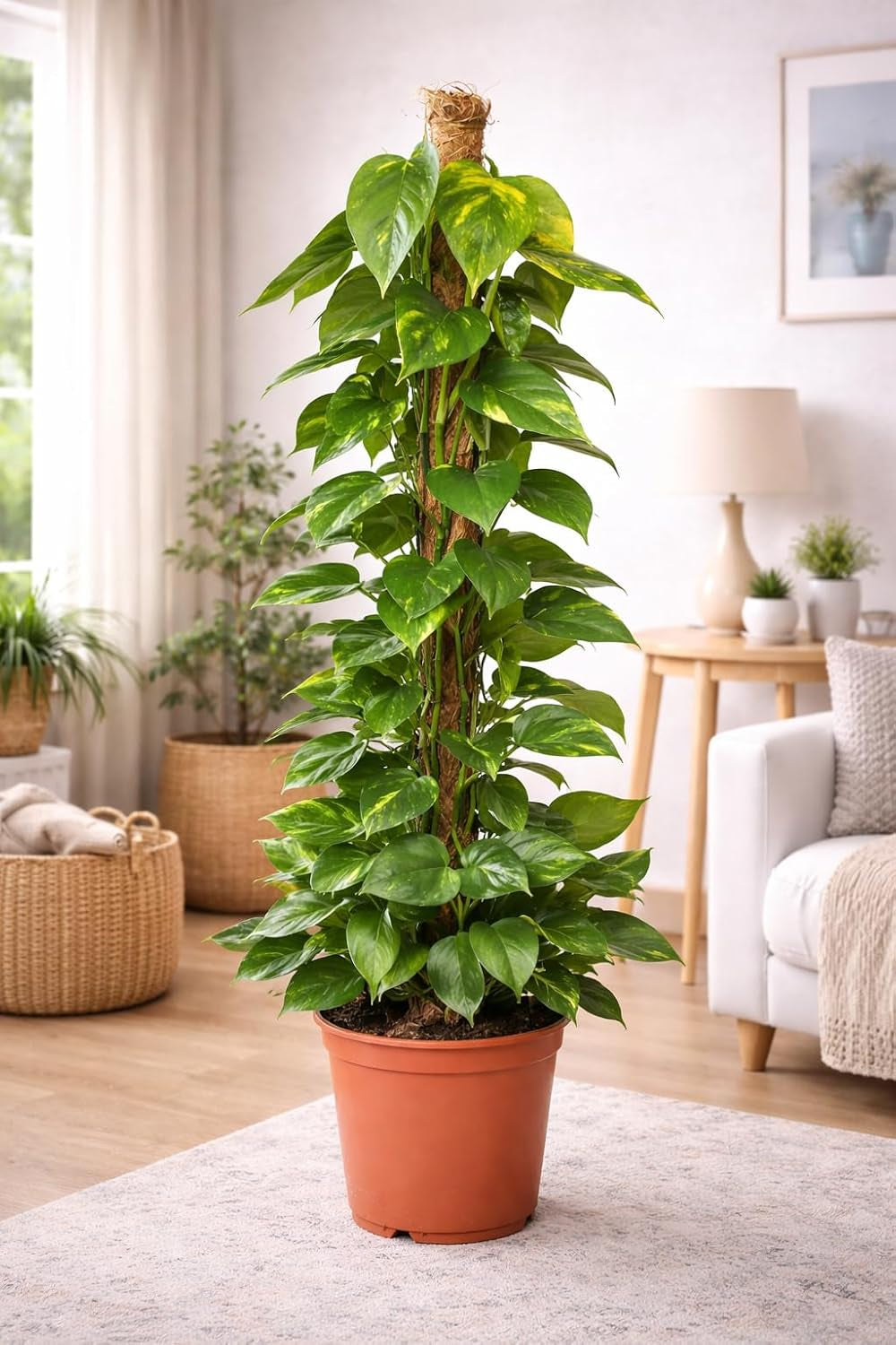 Efeutute (Epipremnum Aureum) Am Moosstab – Große, Pflegeleichte, Luftreinigende Zimmerpflanze Im Topf Ø 24 Cm, Höhe Ca. 120 Cm