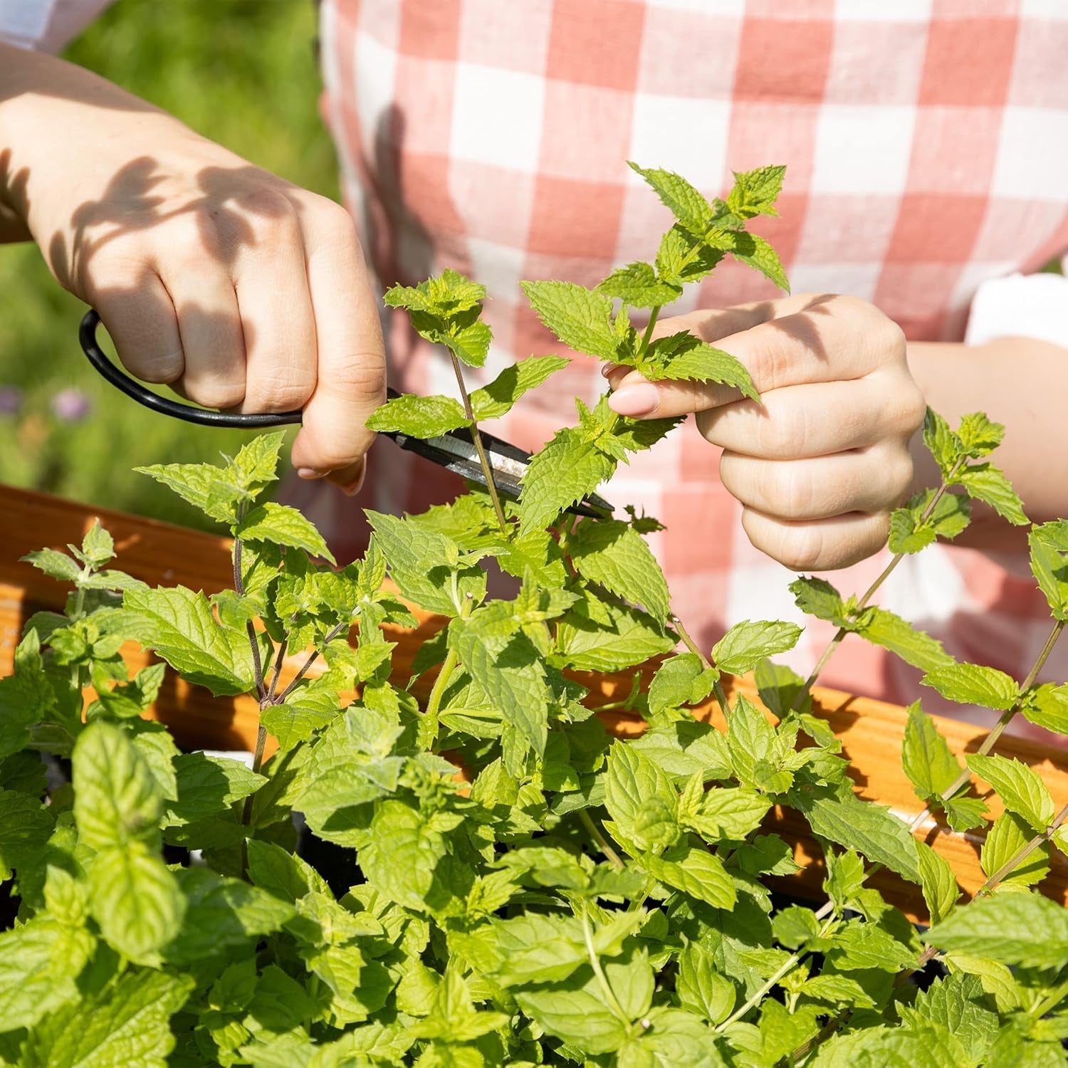 Cocktail Kräuter Samen Set Von Owngrown - 8 Sorten Samen Für Frische Kräuter Pflanzen Auf Fensterbank, Balkon Oder Im Garten - Zitronenmelisse, Basilikum, Estragon, Minze Und Mehr