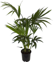 , Zimmerpflanzen Kentia-Palme, Howea Forsteriana, 1 Pflanze, 3 L Topf, Ca.60-80 Cm Hoch