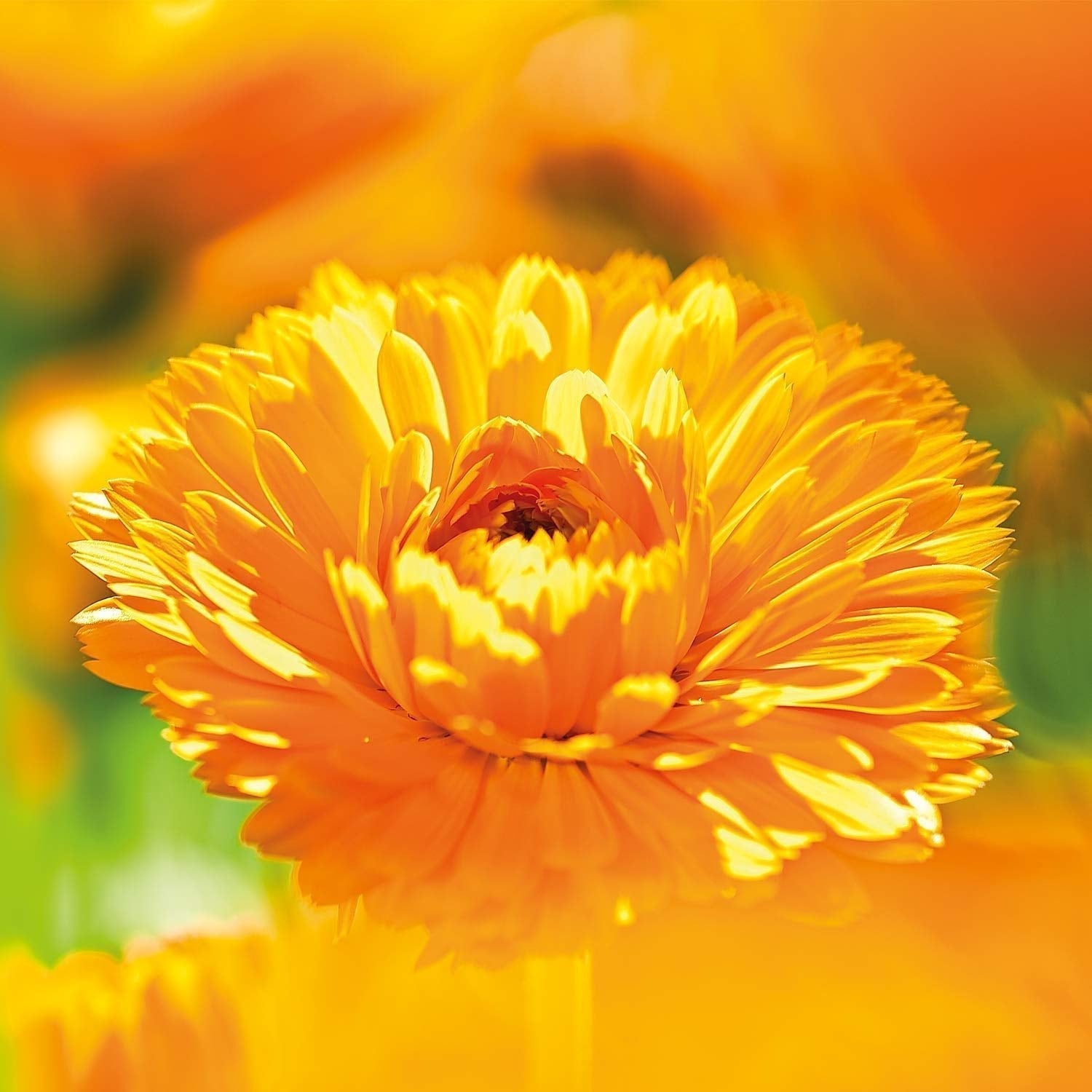 WELEDA Organic Baby Calendula Care Cream Body & Face 30ml - Cremă de față / cremă de piele pentru cosmetică naturală cu ulei de susan și lanolină pentru îngrijirea pielii uscate. Cremă hidratantă de îngrijire pentru bebeluși și copii Copii - Baie si Skincare Naty Shop