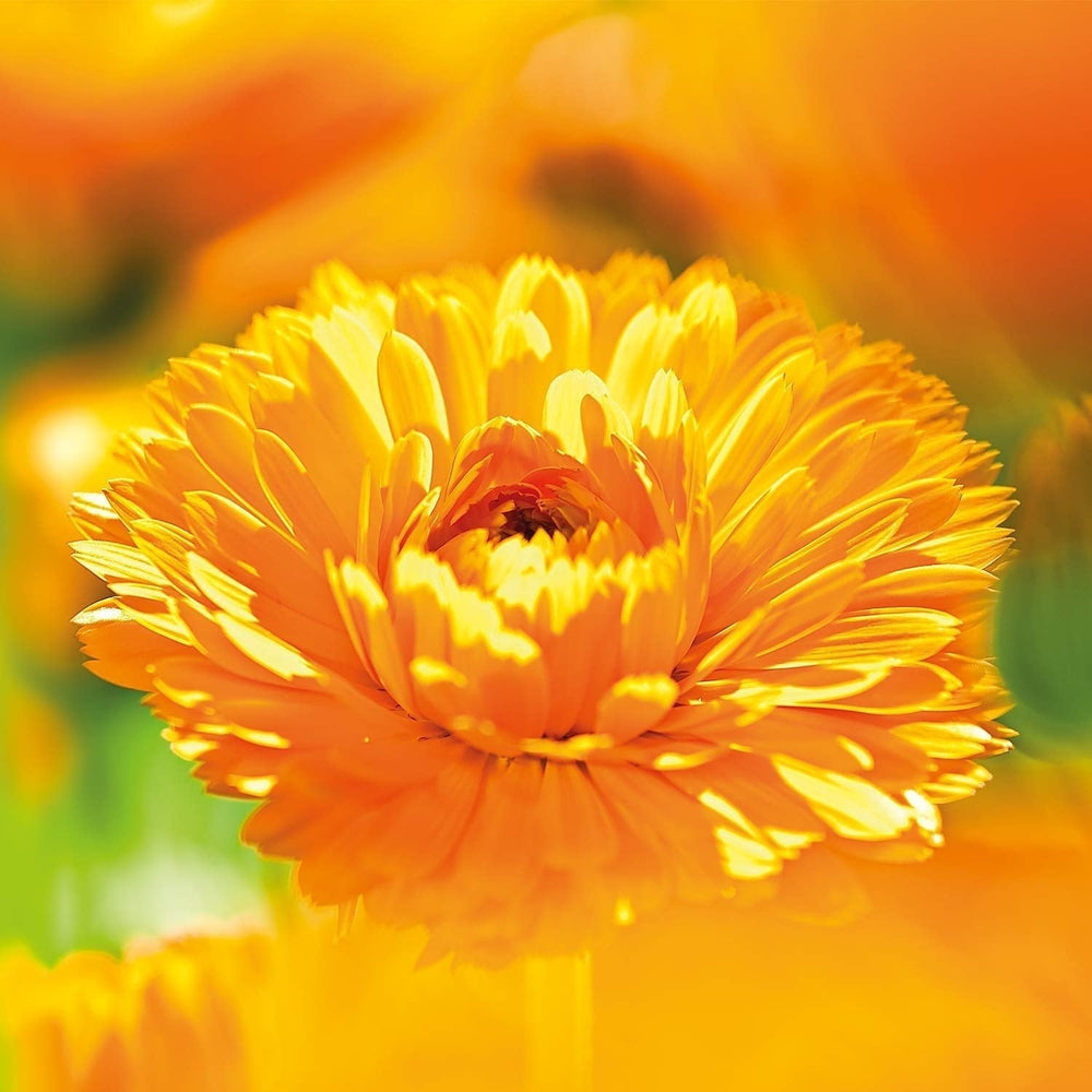 WELEDA Organic Baby Calendula Magic Balm - Balsam universal de cosmetice naturale pentru față și corp pentru îngrijirea și calmarea pielii și buzelor uscate. Balsam bogat universal pentru bebeluși și copii (1x 25g) Copii - Baie si Skincare Naty Shop